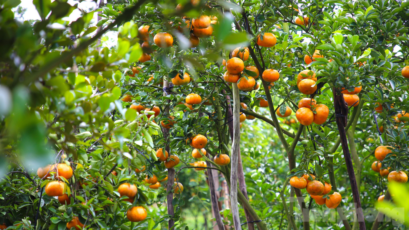 Chủ nhân của vườn quýt hồng này là ông Phạm Văn Muôi (65 tuổi, ngụ ở phường Long Tuyền, quận Bình Thủy, TP. Cần Thơ). Vườn quýt của ông Muôi có tuổi đời hơn 20 năm nhưng vài năm gần đây mới mở cửa đón khách tham quan.