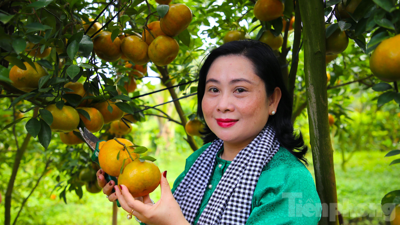 Vườn quýt hồng có "một không hai" ở Cần Thơ.