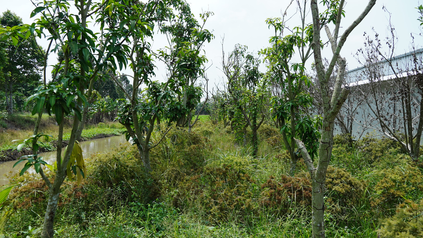 Trước và sau dãy nhà này được trồng nhiều ăn trái như dừa, xoài... với mật độ khá dày. Ảnh: Nhật Huy.