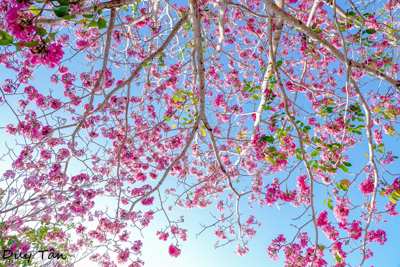 Nhiều năm qua đường hoa kèn hồng này trở thành địa điểm "check in" và chụp ảnh nổi tiếng của tỉnh Sóc Trăng