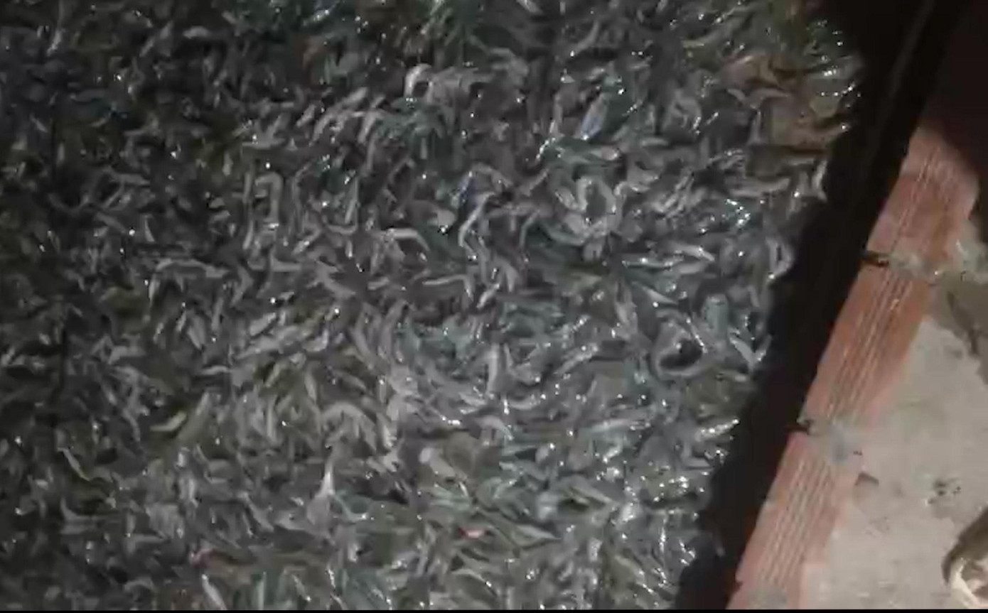 Số tôm bị chết đột ngột khoảng 4 tấn, thiệt hại khoảng trên 500 triệu đồng.