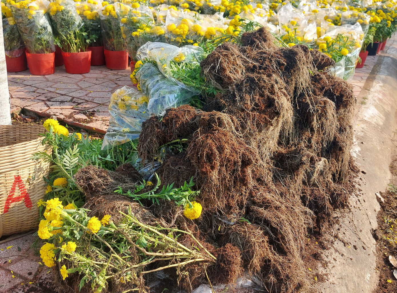 Vắng người mua, nhà vườn nhổ bỏ hoa vạn thọ.