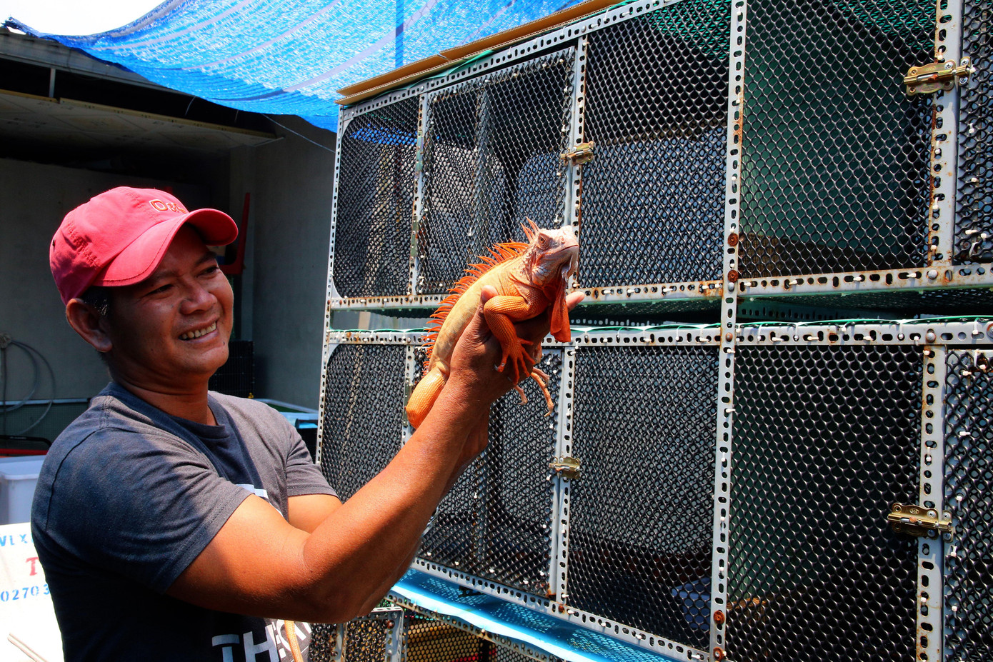 Đối với con giống rồng Nam Mỹ, anh Đạt cho biết, anh chỉ bán từ 2 tuần tuổi trở lên và ăn mạnh. Bởi con giống rồng Nam Mỹ từ 2 tuần tuổi trở lên và ăn mạnh dễ nuôi, hao hụt ít.