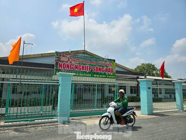 Nông trường Sông Hậu đã chính thức chuyển sang mô hình Công ty TNHH MTV Nông nghiệp Sông Hậu hồi tháng 3/2025. Ảnh: CK.