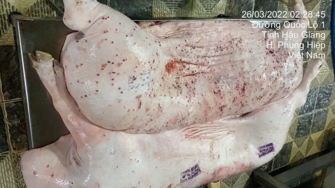 Hình ảnh heo bệnh do ông N. đăng lên mạng.