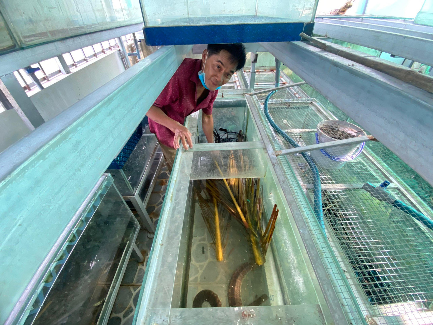 Dự kiến năm nay, anh cho ra thị trường trên 2.000 con rắn giống. Ảnh: Nhật Huy. Dự kiến năm nay, anh cho ra thị trường trên 2.000 con rắn giống. Ảnh: Nhật Huy.