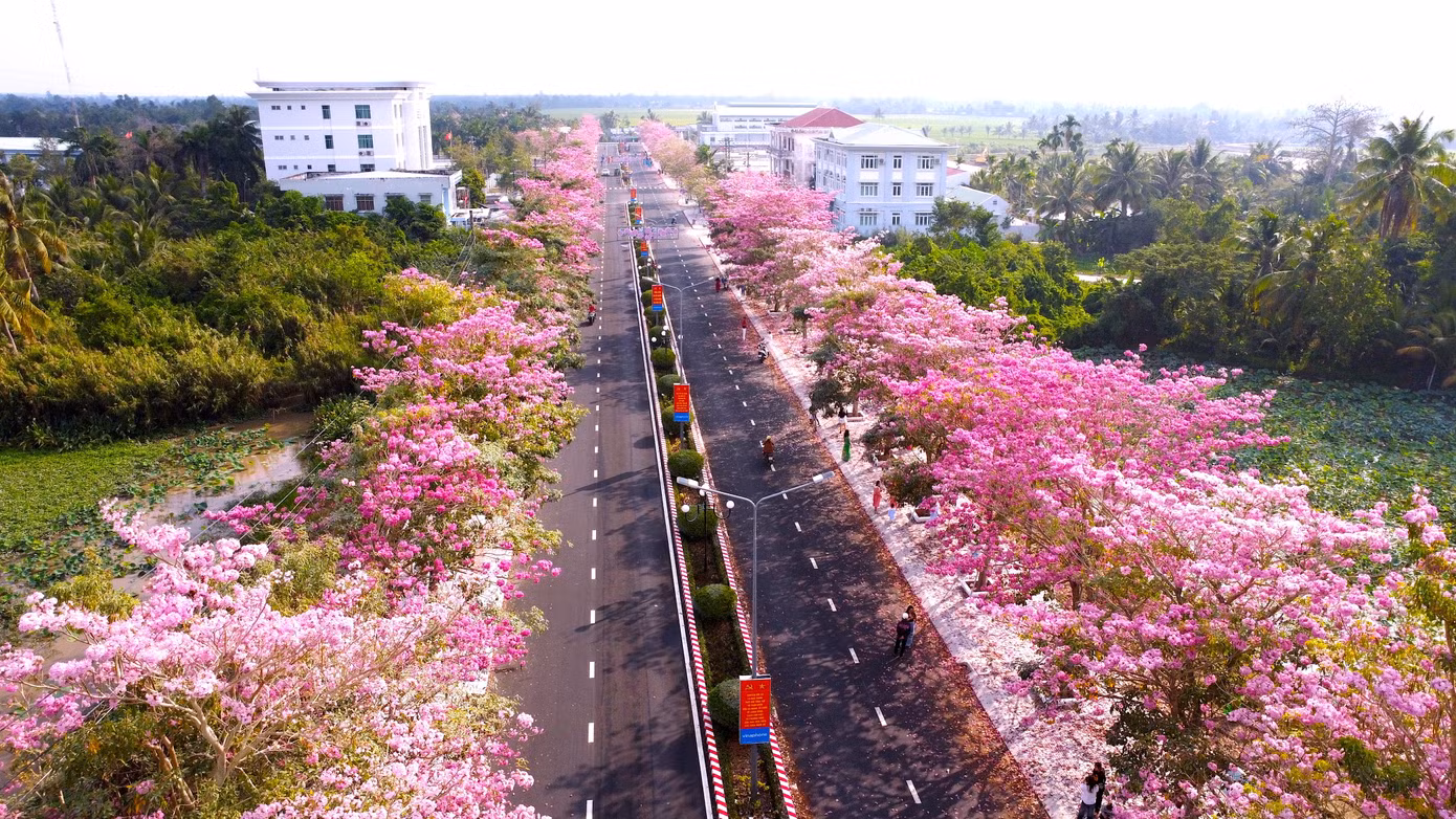 Con đường hoa kèn hồng dài hơn 1km với hàng trăm cây nằm ở đường Hùng Vương nối từ quốc lộ 1 đến khu hành chính huyện Châu Thành, tỉnh Sóc Trăng. Con đường hoa kèn hồng dài hơn 1km với hàng trăm cây nằm ở đường Hùng Vương nối từ quốc lộ 1 đến khu hành chính huyện Châu Thành, tỉnh Sóc Trăng.