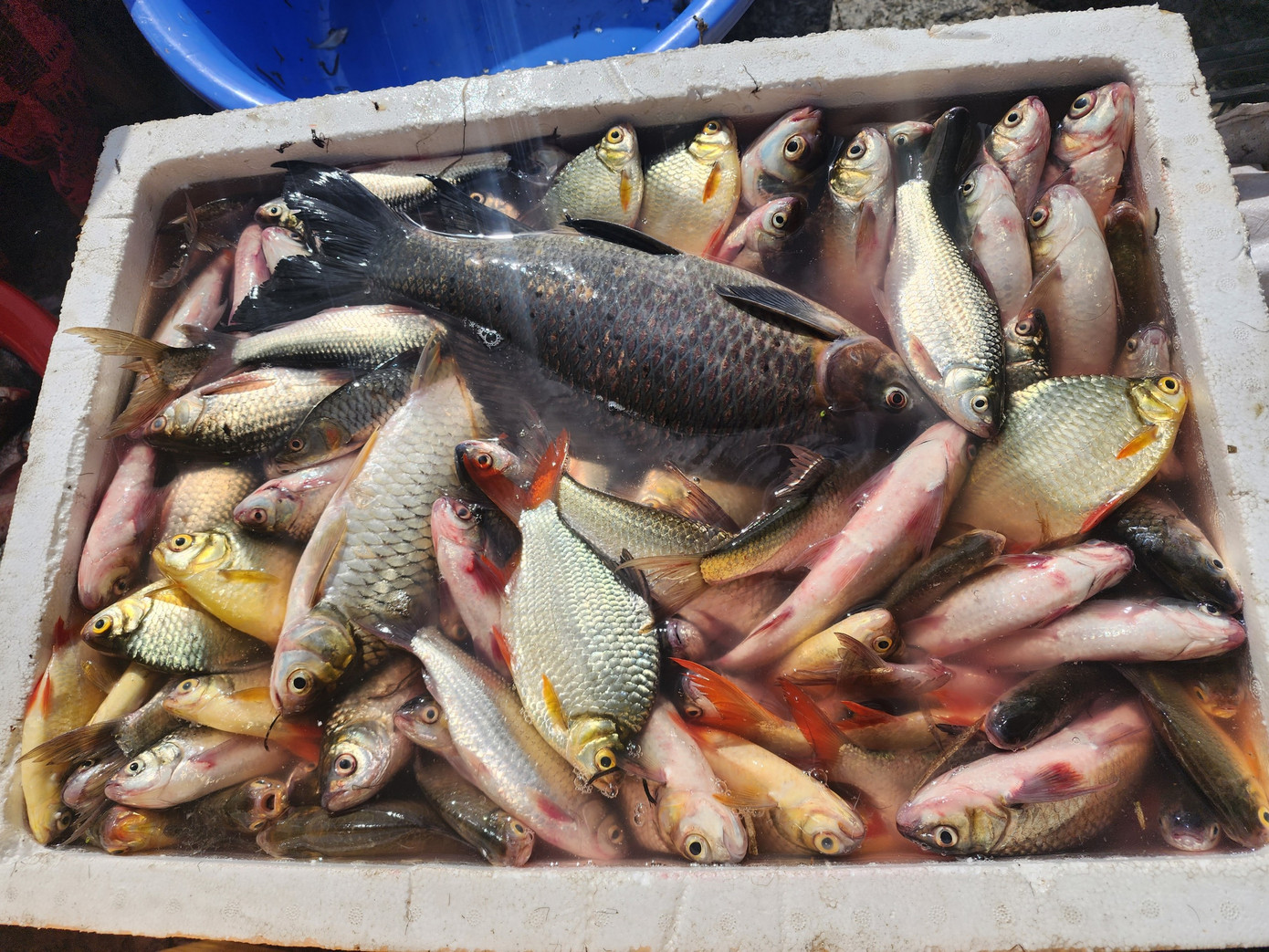 Cá sau khi bắt lên được người dân mua tại chỗ.