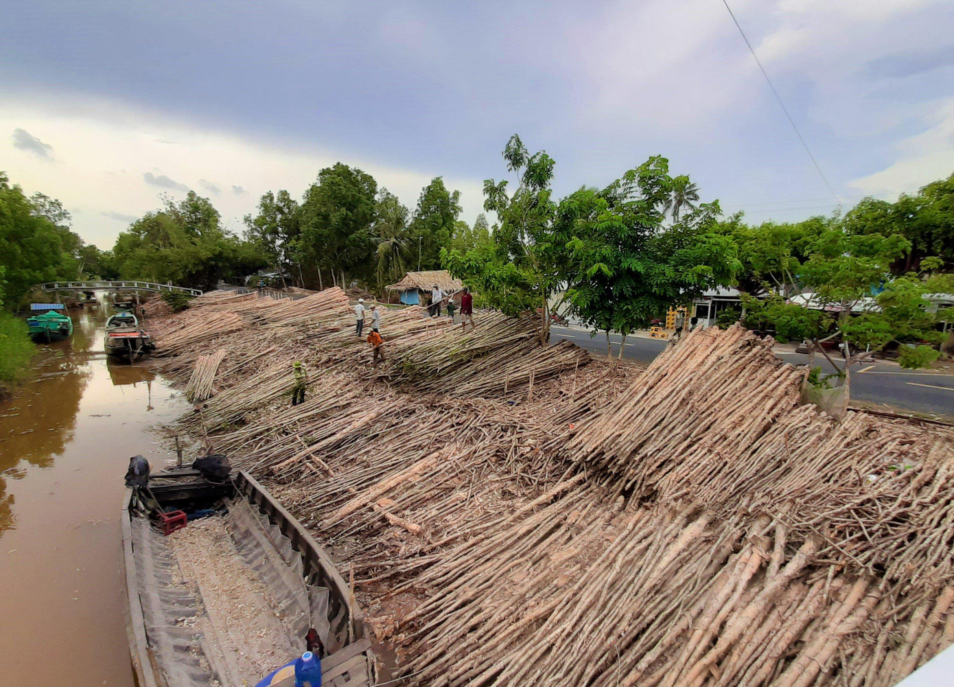 Số lượng tràm ở huyện U Minh còn tồn đọng lượng lớn. Số lượng tràm ở huyện U Minh còn tồn đọng lượng lớn.
