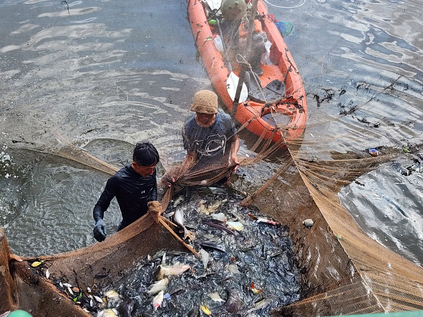 Cá thu hoạch được chủ yếu là cá mè, cá tra, cá cóc, tôm càng…