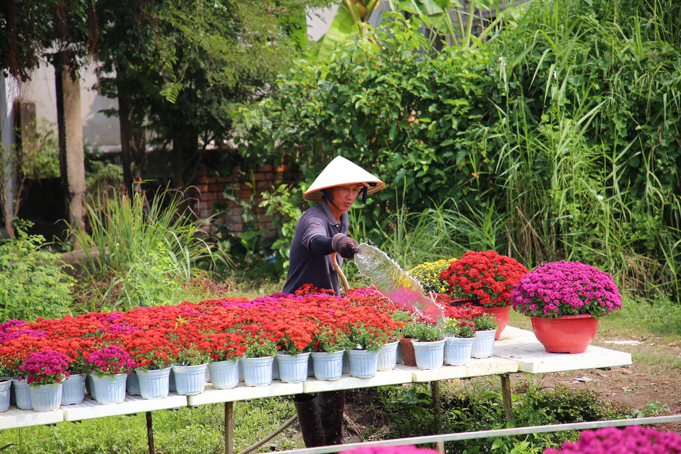 Nhìn chung giá hoa Tết năm nay bình ổn, đa dạng về kích cỡ, chủng loại để người tiêu dùng dễ dàng lựa chọn. Ảnh: Nhật Huy.
