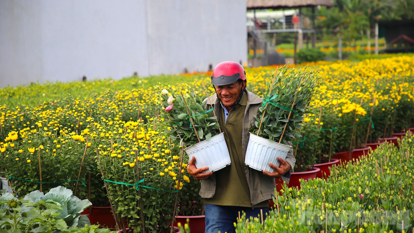 Để có được ruộng hoa cúc đẹp, nở đúng dịp Tết, người trồng phải tỉ mỉ trong từng công đoạn, từ việc ươm cây, vun tưới, bón phân, cắm cọc, tỉa nụ cho đến việc phòng bệnh. Đồng thời, họ cũng phải thường xuyên theo dõi thời tiết để áp dụng các biện pháp kỹ thuật để giúp cây phát triển tốt và ra hoa đúng thời điểm.