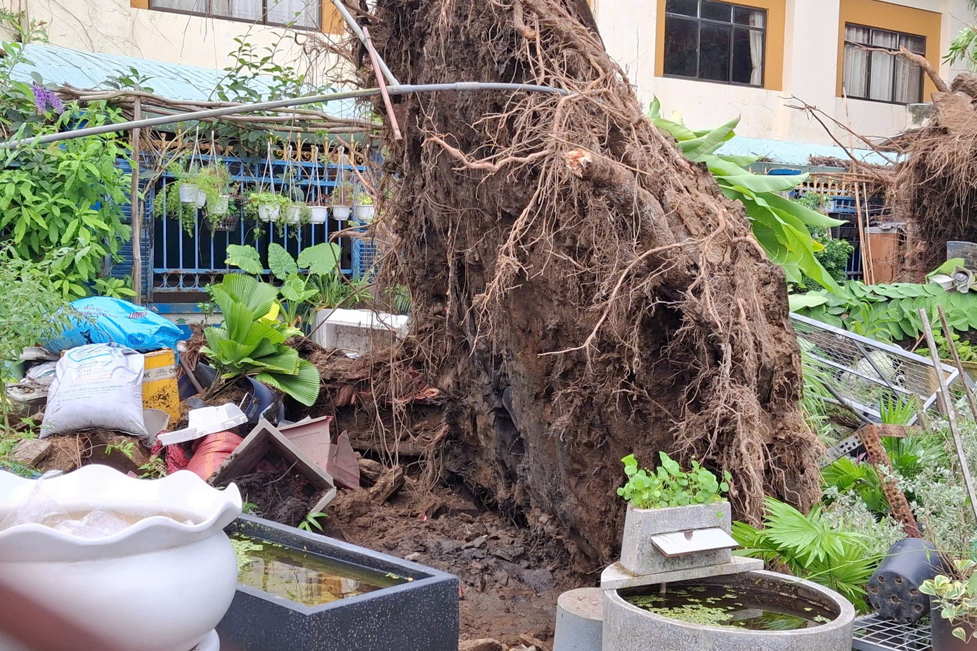 Cây cổ thụ bị gió quật đổ.