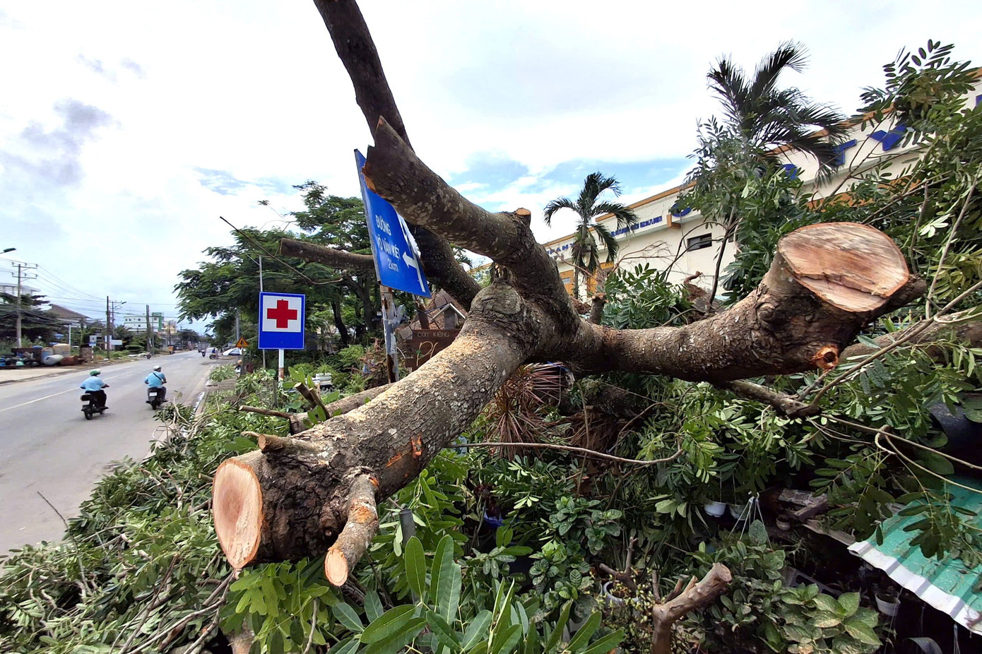 Lực lượng chức năng đã đến hiện trường để thu dọn cây đổ, đảm bảo giao thông được thông suốt.