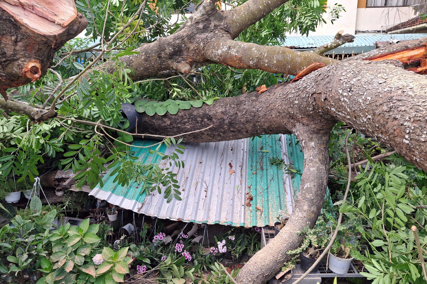 Rất may không có thương vong về người.