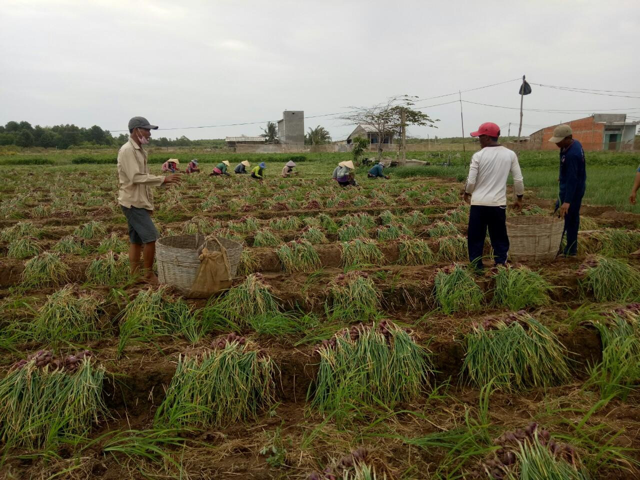 Giá hành tím xuống thấp kỷ lục. Giá hành tím xuống thấp kỷ lục.