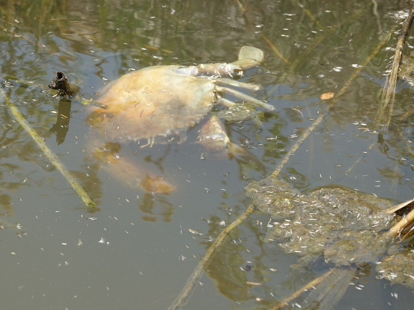 Nắng nóng khiến độ mặn lên cao dễ phát sinh dịch bệnh trên đối tượng thủy sản. Nắng nóng khiến độ mặn lên cao dễ phát sinh dịch bệnh trên đối tượng thủy sản.