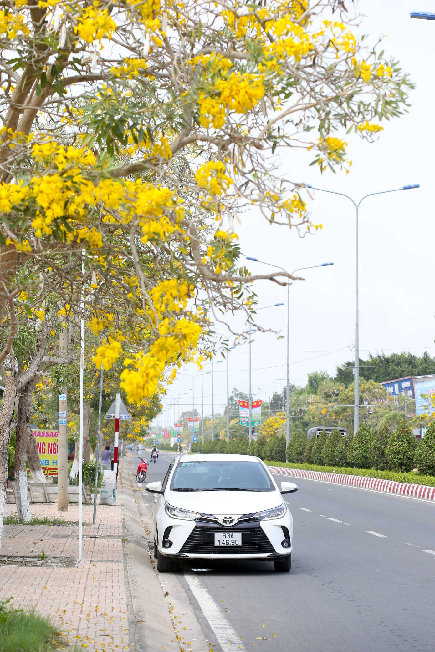 Hoa phong linh nở tạo ra đường hoa tuyệt đẹp ở huyện Tam Nông (Đồng Tháp).