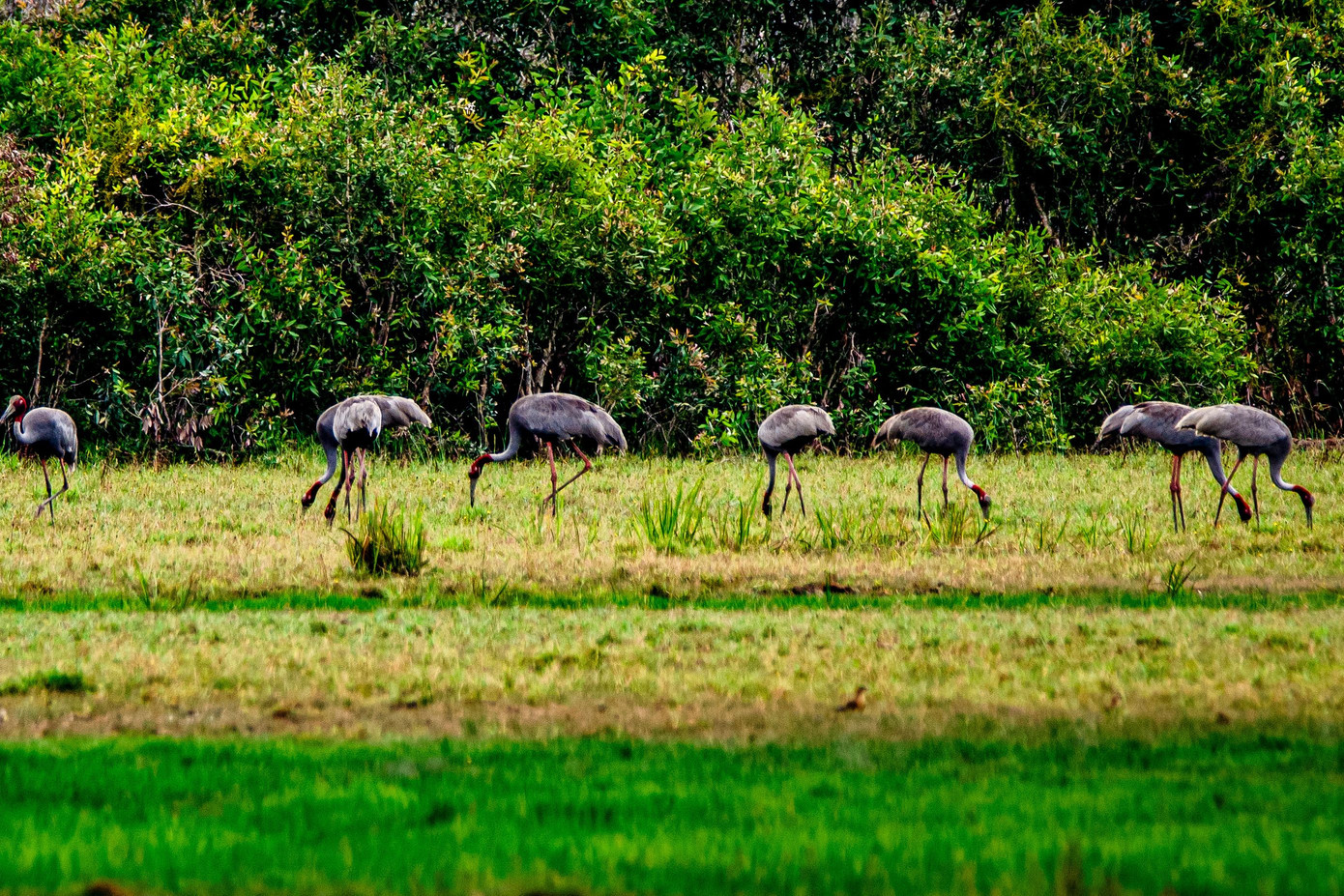 Đàn sếu đầu đỏ về vùng lõi Khu bảo tồn Phú Mỹ. Ảnh: A. Đông.