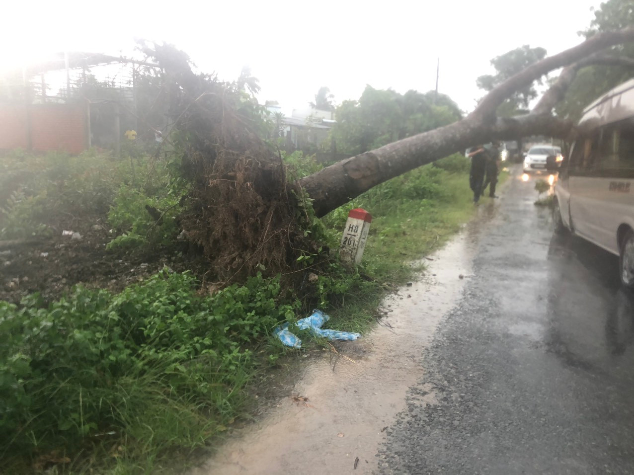 Hiện trường cây xà cừ bật gốc đè ô tô 16 chỗ đang lưu thông. Hiện trường cây xà cừ bật gốc đè ô tô 16 chỗ đang lưu thông.