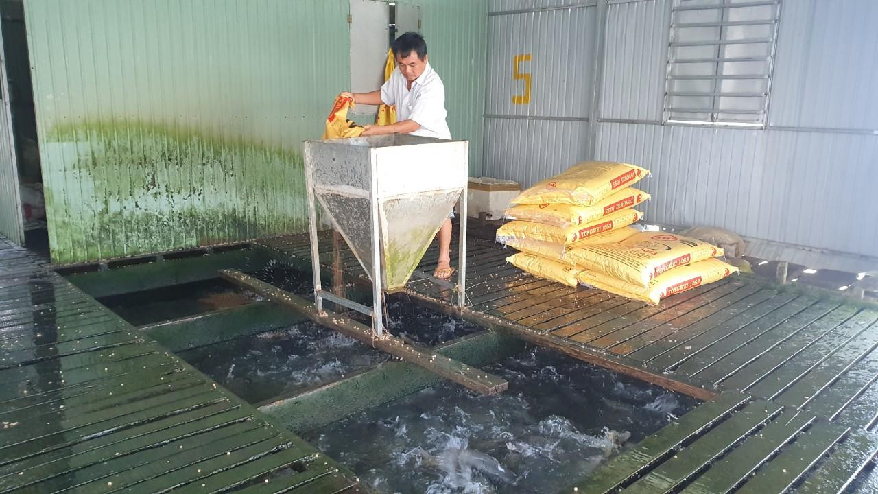 Ông Lê Văn Dũng "tỉ phú cá chép giòn" Ông Lê Văn Dũng "tỉ phú cá chép giòn"