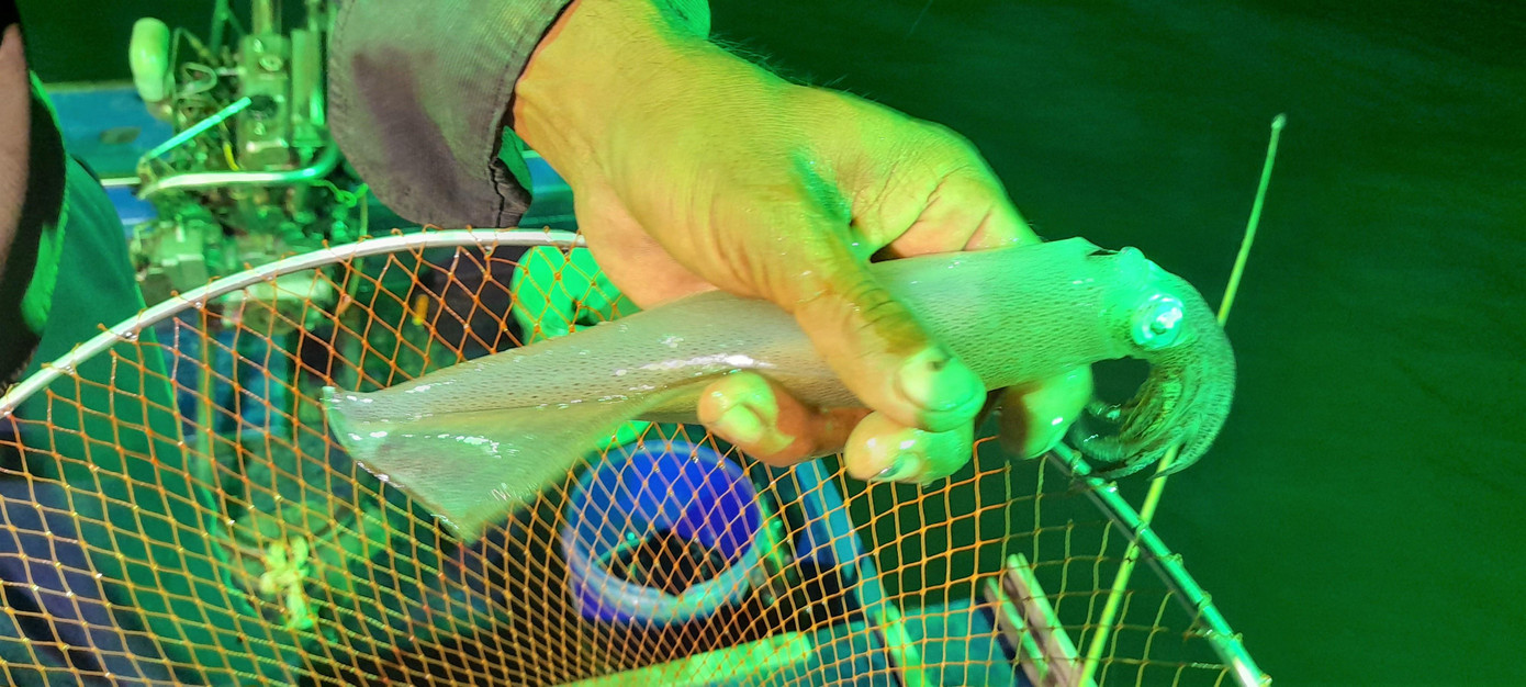 Theo anh Đoàn, người câu cũng cần có cây vợt đủ dài để vớt mực trôi nổi trên mặt nước do mê đèn. Trời càng về khuya thì mực mê đèn càng nhiều nên những con mực mồi không còn quan trọng lắm, lúc này người câu tập trung câu cho đến khi mặt trời ló dạng. Mực mé thường ăn câu nhiều nhất từ lúc 2 đến 5 giờ sáng”.