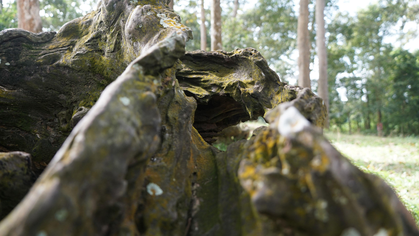 Theo người dân địa phương, với đặc điểm của thổ nhưỡng và loại cây, nhiều năm qua, những cây sao, cây dầu nơi đây phát triển tốt. Ngoài tuổi thọ cao, những bộ rễ trồi lên trên là do hiện tượng xói mòn đất (do mưa) trong thời gian dài.