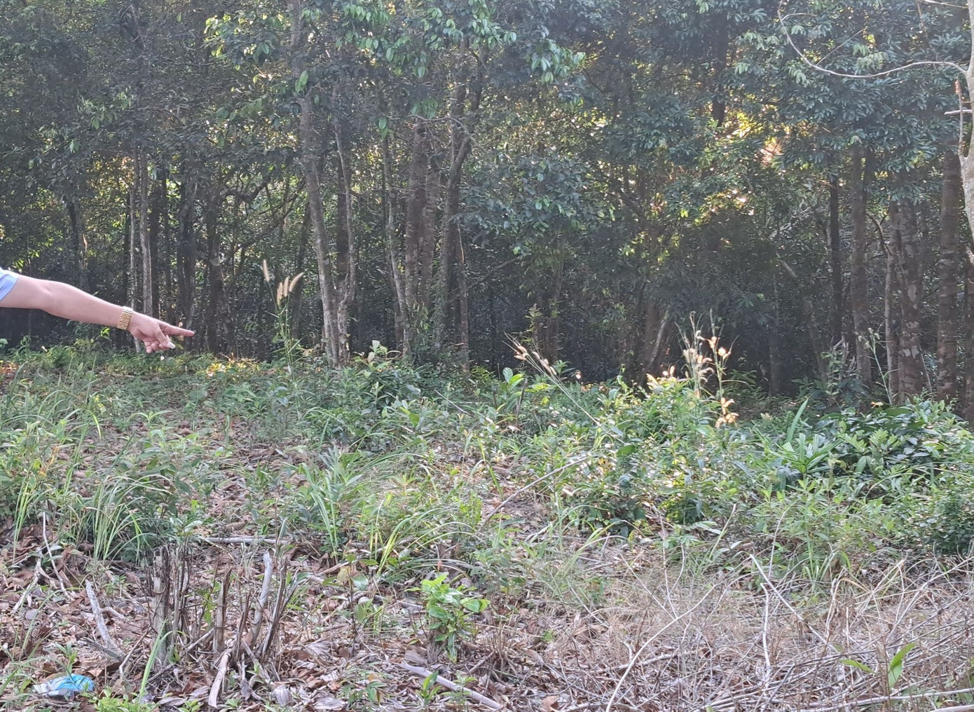 Tiểu khu 78, rừng phòng hộ thuộc tổ 6, ấp Rạch Hàm, xã Hàm Ninh nơi bị các đối tượng chặt phá. Ảnh: HT. Tiểu khu 78, rừng phòng hộ thuộc tổ 6, ấp Rạch Hàm, xã Hàm Ninh nơi bị các đối tượng chặt phá. Ảnh: HT.