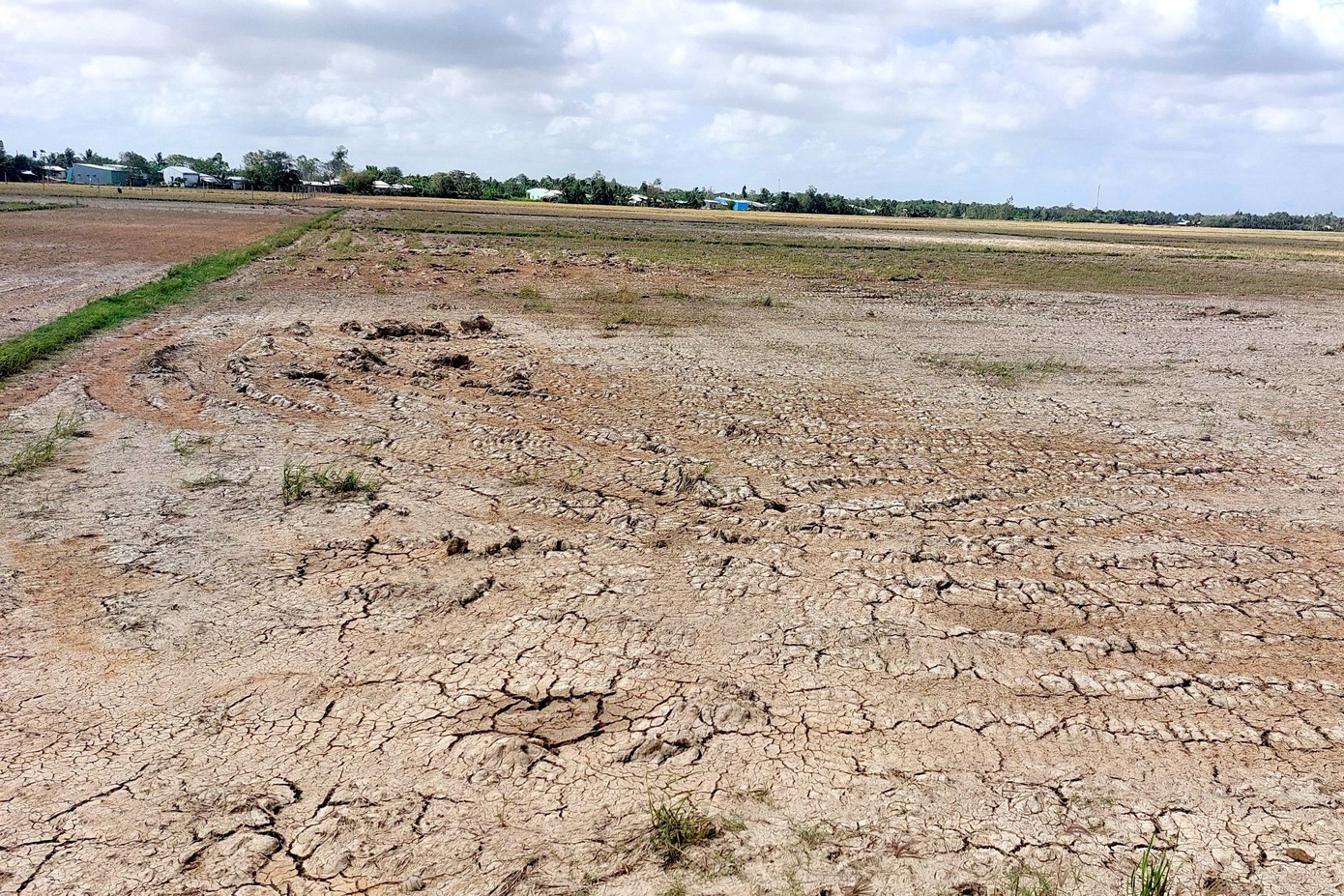 Đồng ruộng Sóc Trăng nhiều vùng nứt nẻ