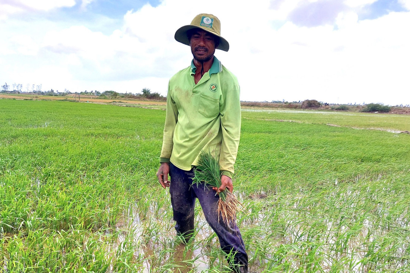 Ông Cao Văn Tha (huyện Trần Đề, tỉnh Sóc Trăng) bên ruộng lúa vụ Đông Xuân muộn.
