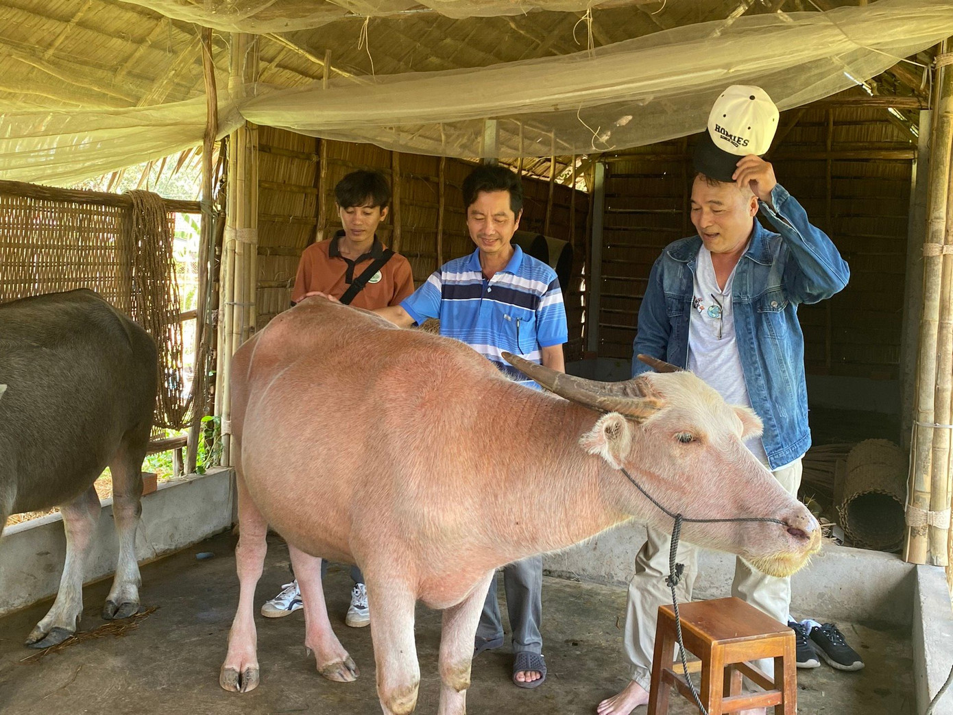 Ông Càng làm ngôi chuồng làm bằng tre lá, có mùng chống muỗi ban đêm cho hai con trâu này.