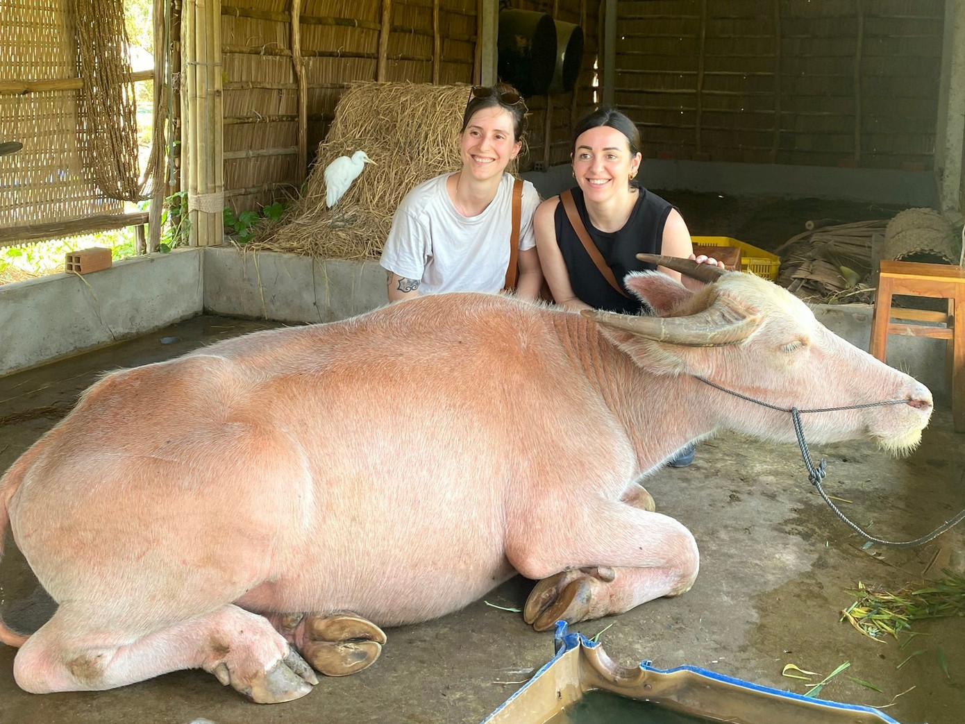 Có trâu hiếm, mỗi ngày có hàng trăm lượt khách đến xem, cưỡi...