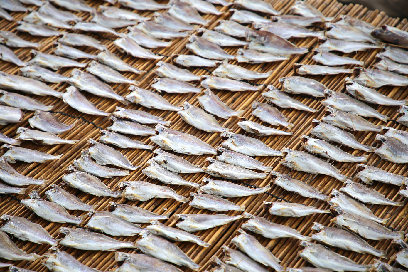 Tại Kiên Giang, chị Lê Thị Kim Thoa - Giám đốc hợp tác xã (HTX) Dịch vụ nông nghiệp Hiểu Phát, ở xã Đông Phong, huyện Vĩnh Thuận, cho biết, doanh nghiệp đang chạy đua hoàn thành một số đơn hàng tôm khô, cá lóc để kịp giao cho khách ở TPHCM. Hàng năm, HTX cung ứng ra thị trường trên dưới 8 tấn tôm khô. Các loại khô cá lóc, sặc bổi, dao động từ 7- 8 tấn. Ảnh: Nhật Huy.