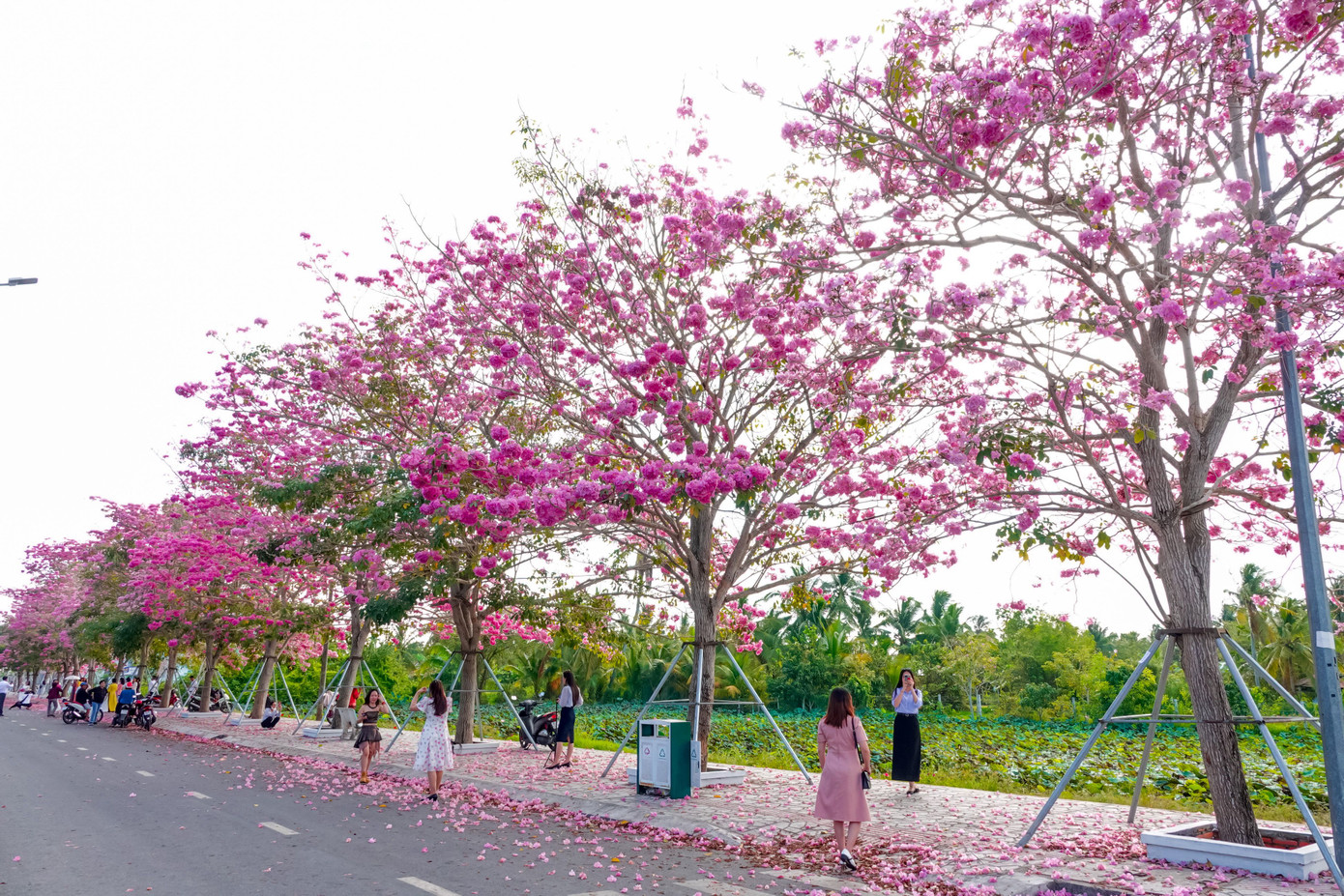 Anh Lâm Huy Phương (Trà Vinh) vui vẻ chia sẻ: "Mỗi năm, khi hoa kèn hồng nở rộ, bà xã tôi và nhiều chị em đều rủ nhau sang đây chụp hình kỷ niệm trong những bộ trang phục đẹp như áo dài truyền thống, áo bà ba, trang phục dân tộc".
