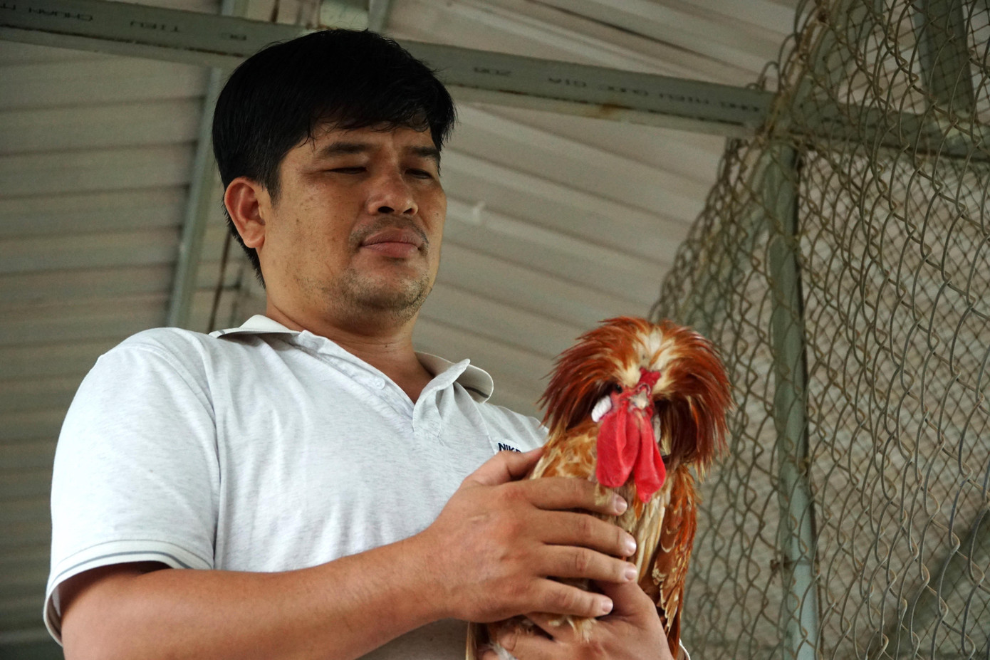 Anh Biên - người nuôi giống gà sư tử Ba Lan quý hiếm. Anh Biên - người nuôi giống gà sư tử Ba Lan quý hiếm.