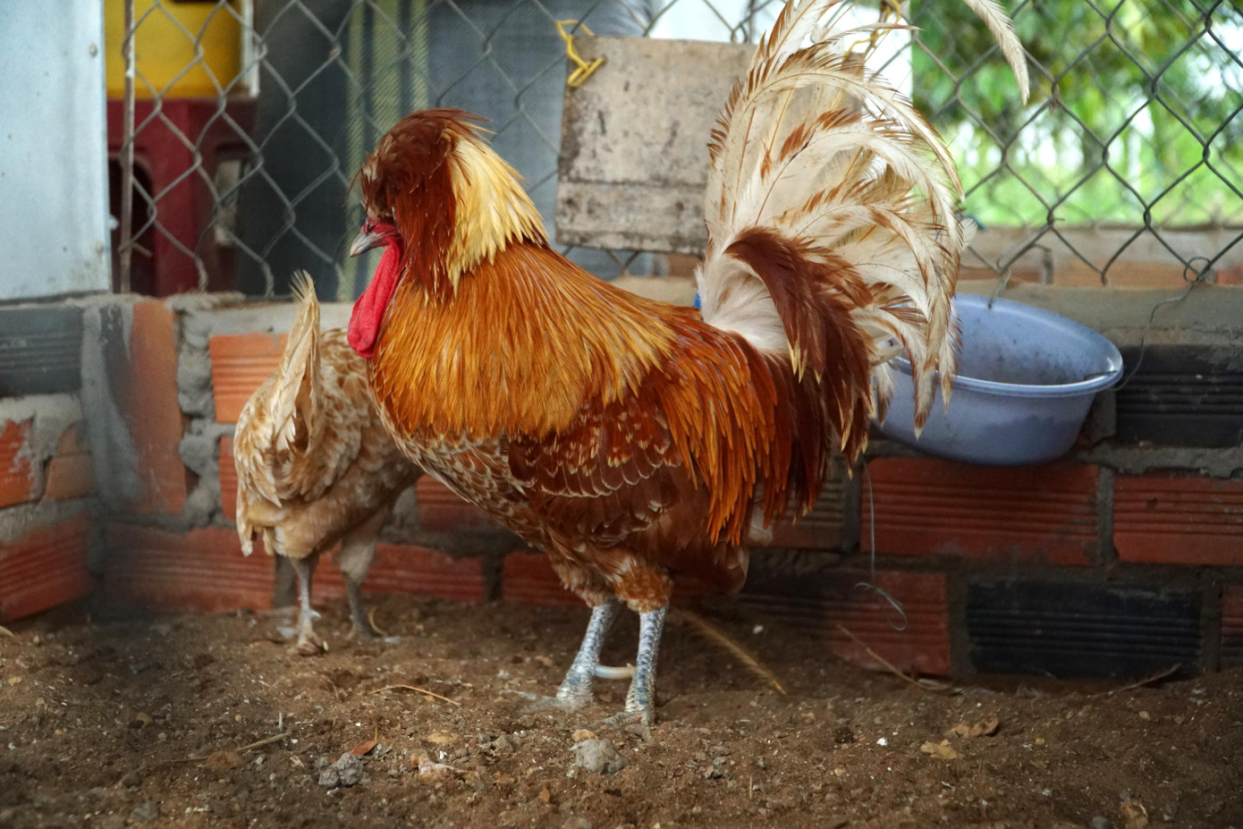 Gà Ba Lan có rất nhiều màu, điểm đặc biệt là chùm lông trên đầu giống như sư tử. Gà Ba Lan có rất nhiều màu, điểm đặc biệt là chùm lông trên đầu giống như sư tử.