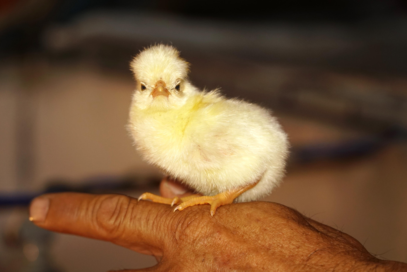 Hiện anh Biên bán gà sư tử Ba Lan 1 tháng tuổi khoảng 300 nghìn đồng/con. Hiện anh Biên bán gà sư tử Ba Lan 1 tháng tuổi khoảng 300 nghìn đồng/con.