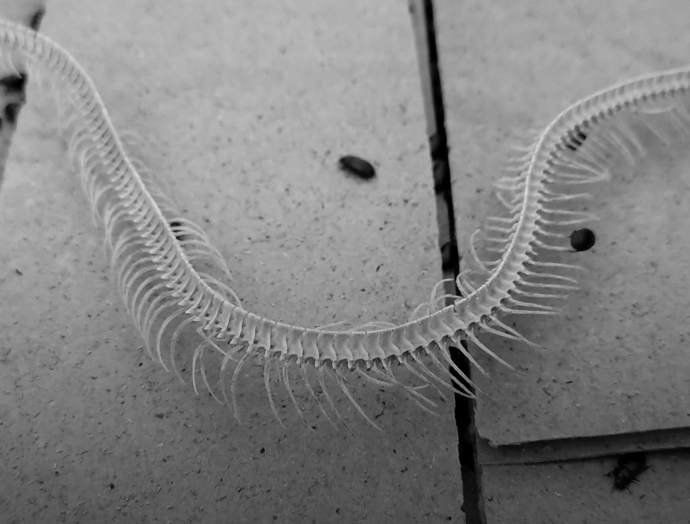 Chàng trai 21 tuổi dành một góc để nuôi những con bọ dùng để xử lý thịt rắn – một công đoạn quan trọng để lấy được tiêu bản xương rắn.