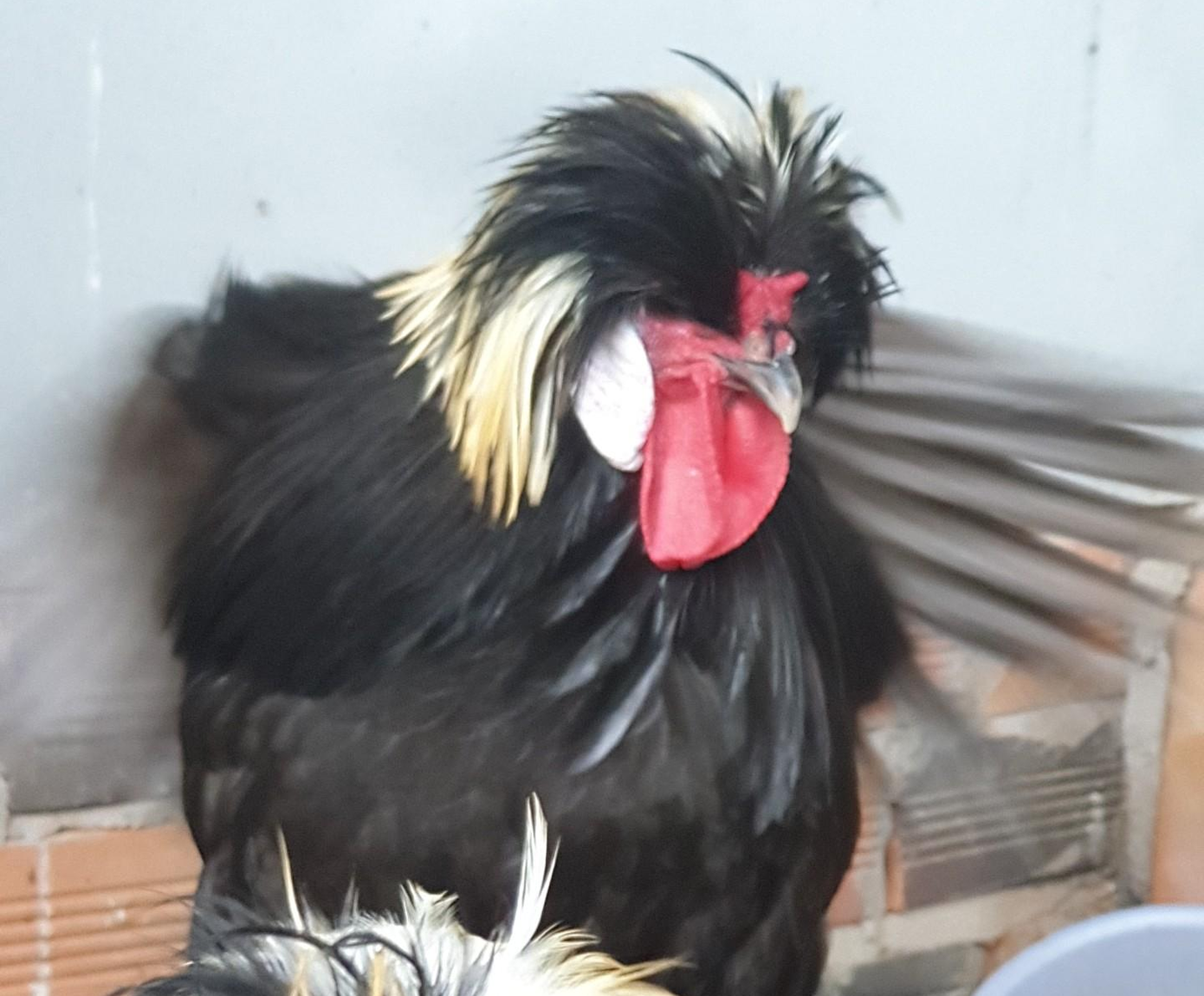 Gà sư tử Ba Lan đen đầu bạc. Gà sư tử Ba Lan đen đầu bạc.