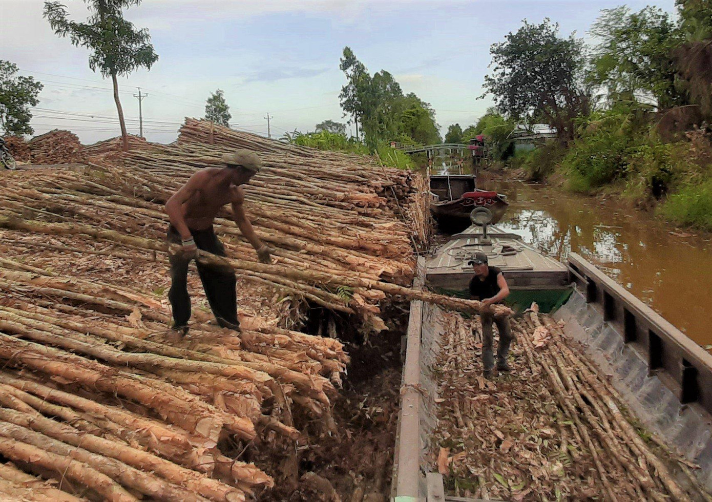Giá cây tràm trên địa bàn Cà Mau mau đã giảm mạnh. Giá cây tràm trên địa bàn Cà Mau mau đã giảm mạnh.