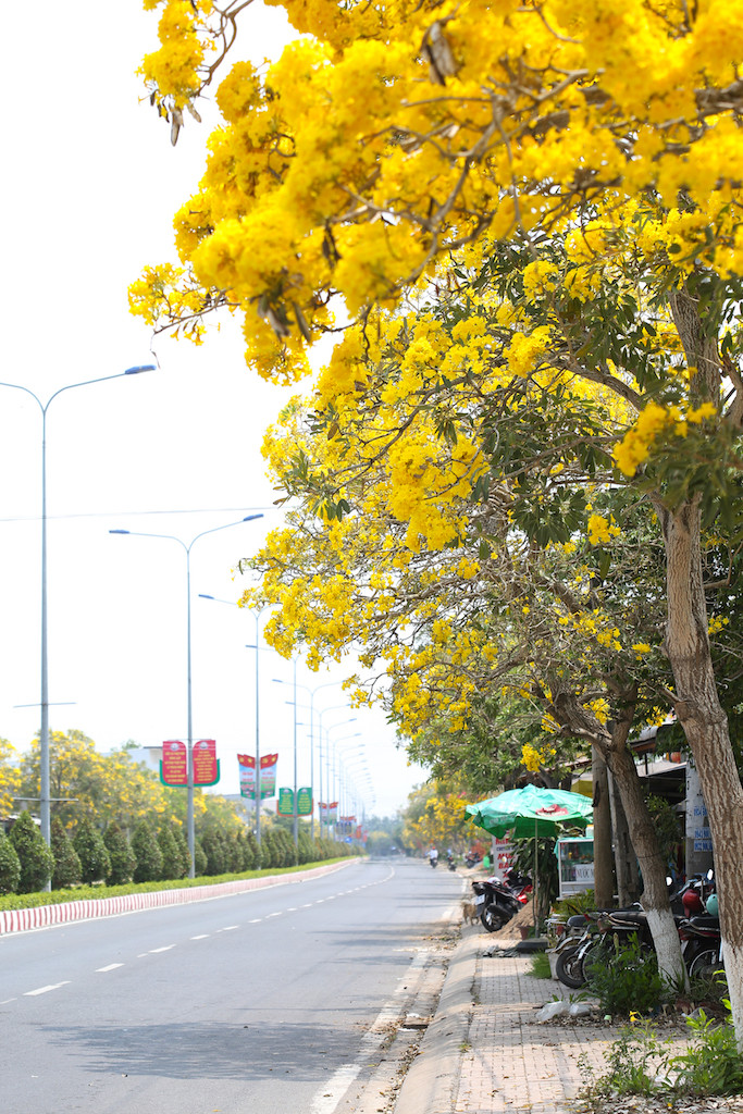 Nếu có dịp đến huyện Tam Nông (Đồng Tháp) vào những ngày giữa tháng 4, du khách có cơ hội được đắm mình dưới con đường hoa phong linh vàng rực rỡ, khoe sắc dưới ánh nắng.