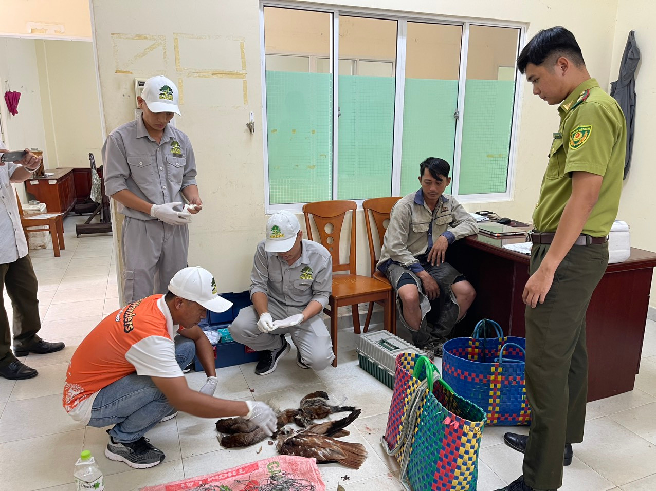 Lực lượng cứu hộ 2 cá thể chim quý bị thương nặng. Lực lượng cứu hộ 2 cá thể chim quý bị thương nặng.