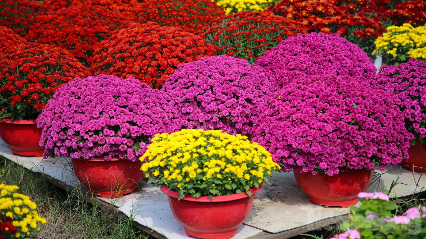 Từ tháng 6 Âm lịch, người dân nơi đây đã bắt tay vào vụ trồng hoa để phục vụ thị trường Tết Nguyên đán, nhằm kịp xuất bán vào tháng 12 Âm lịch. Hoa đã sẵn sàng đưa ra thị trường.