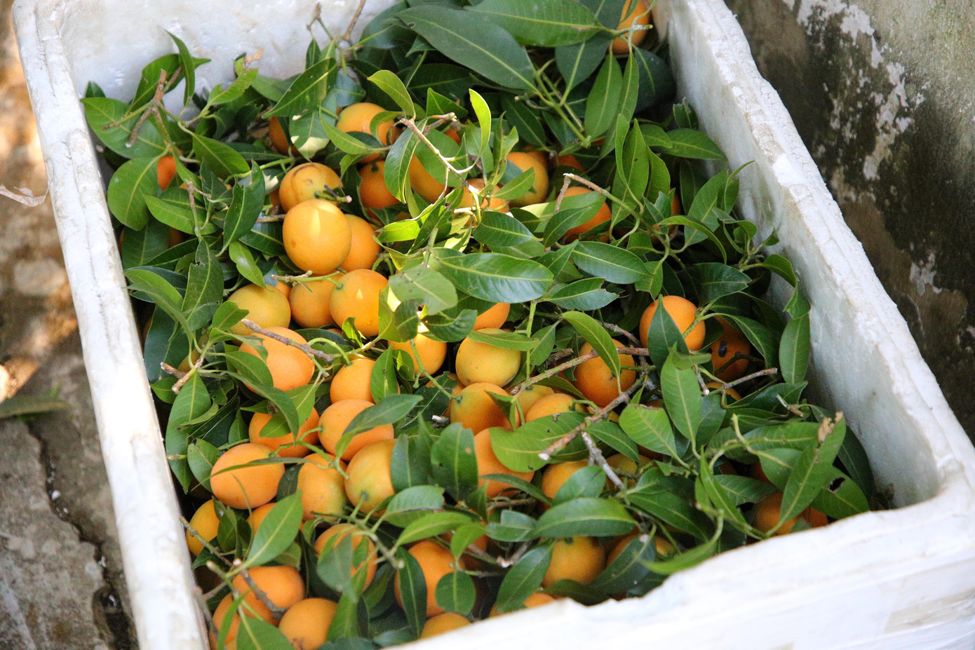 Nếu thời thuận lợi thì khoảng cuối tháng 9, thanh trà bắt đầu ra hoa và cho trái đúng vào thời điểm Tết Nguyên đán. Tuy nhiên, năm nay do ảnh hưởng bởi thời tiết nên thanh trà cho trái muộn.