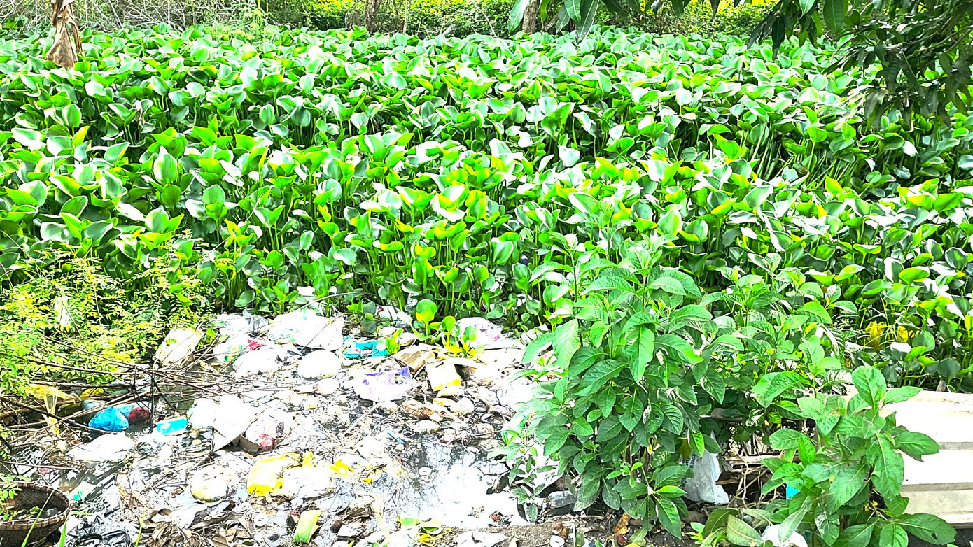 Nhiều con bạc nhảy xuống ao lục bình để lẩn trốn nhưng vẫn không thoát.