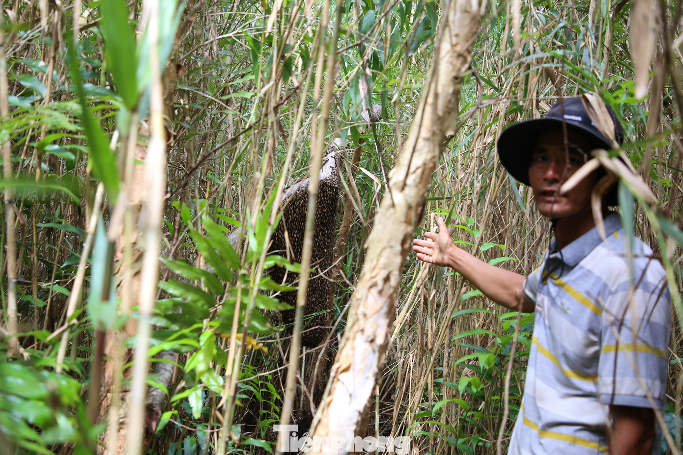 Anh Huỳnh Vũ Hoàng với 24 năm gác kèo ong ở U Minh Hạ.