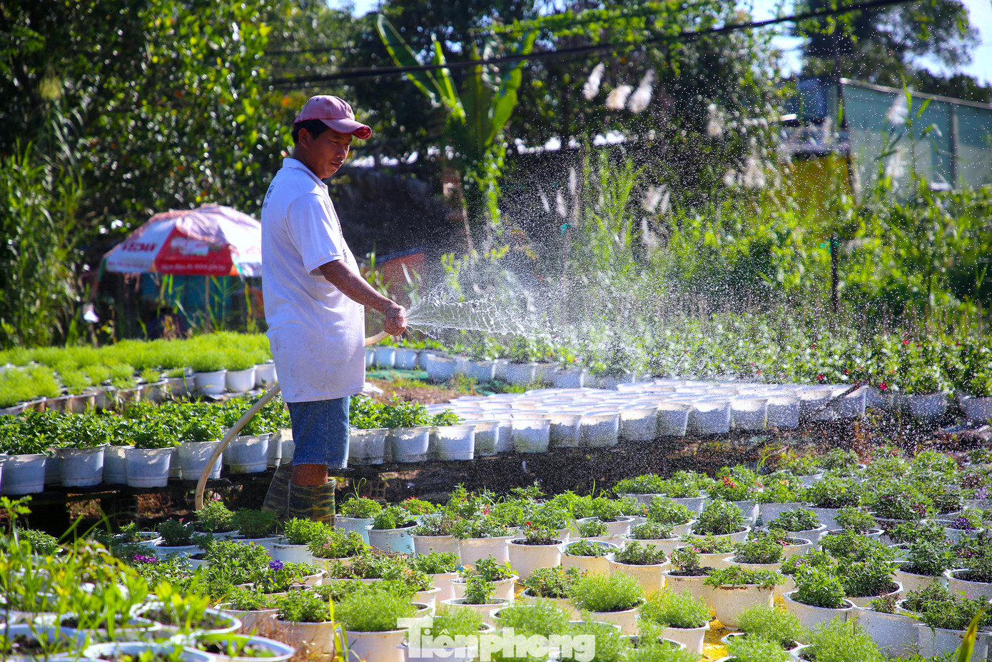 Làng hoa Phó Thọ - Bà Bộ là làng hoa nổi tiếng ở TP. Cần Thơ có lịch sử hình thành và phát triển hơn 100 năm. Đây là nơi cung ứng hoa kiểng cho nhiều tỉnh, thành phố trong cả nước; hiện số lượng trồng hoa dịp Tết tại làng hoa trăm tuổi này khoảng 500 hộ.
