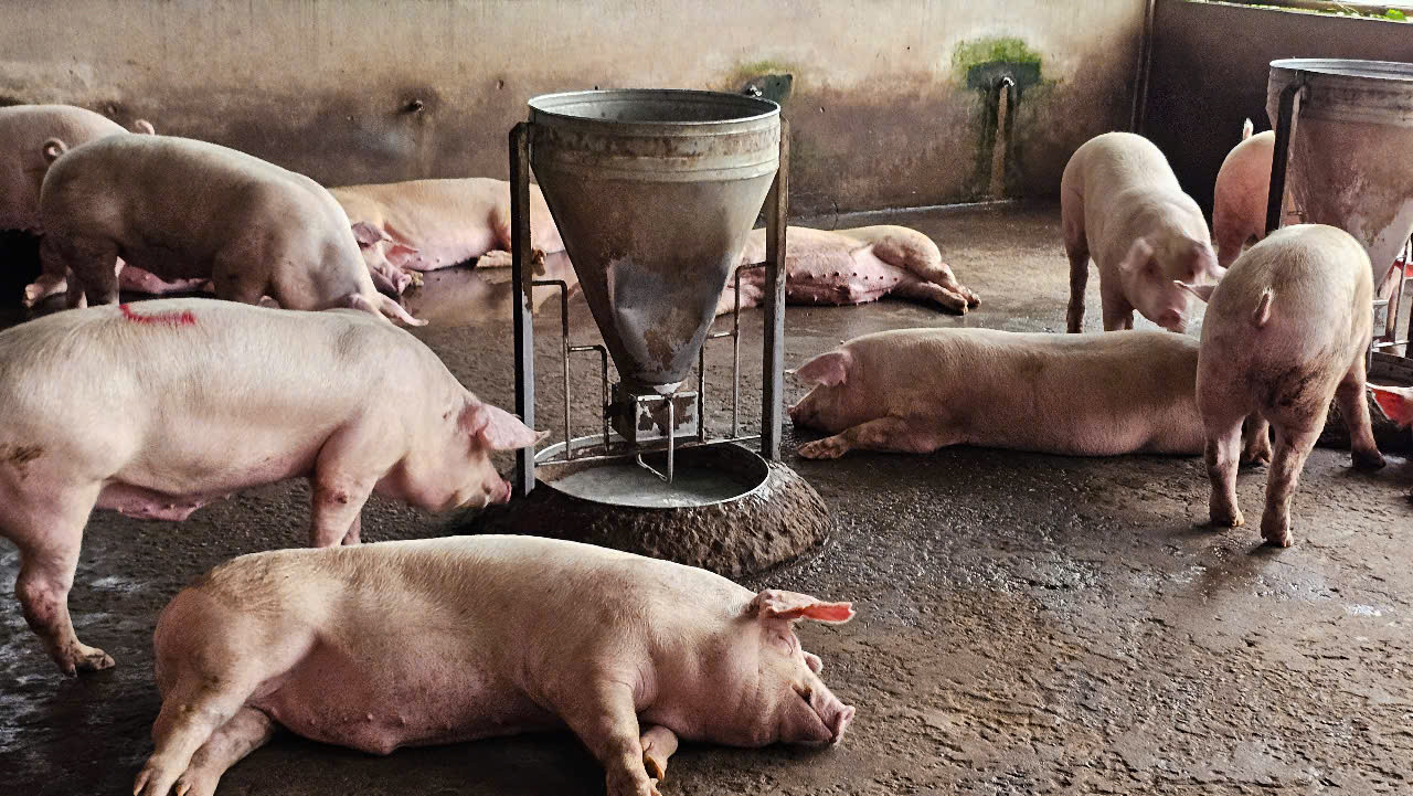 Heo của Công ty C.P được nuôi nhốt tại khu vực riêng trong lò mổ thị trấn Mỹ Xuyên (huyện Mỹ Xuyên, tỉnh Sóc Trăng).