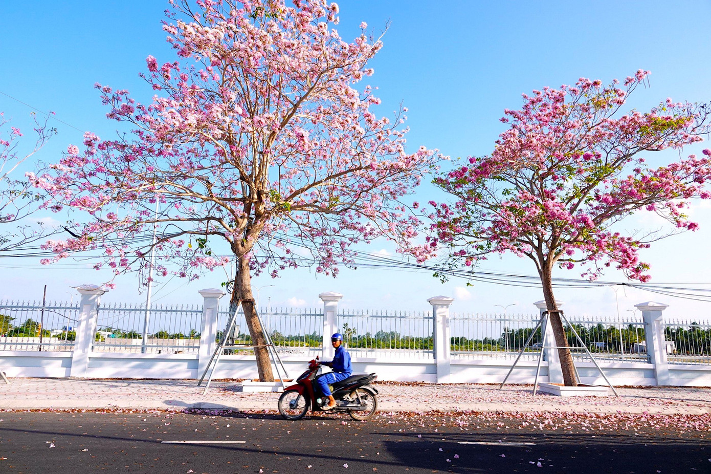 Nơi đây được giới trẻ miền Tây ví như các con đường hoa siêu đẹp chỉ có trong các cảnh quay phim truyền hình Hàn Quốc.