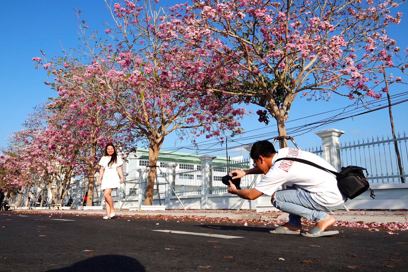 Năm 2024, hoa kèn hồng nở rộ từ ngày 7 đến 15/3, thu hút đông đảo du khách tham quan, chụp ảnh. Năm 2024, hoa kèn hồng nở rộ từ ngày 7 đến 15/3, thu hút đông đảo du khách tham quan, chụp ảnh.